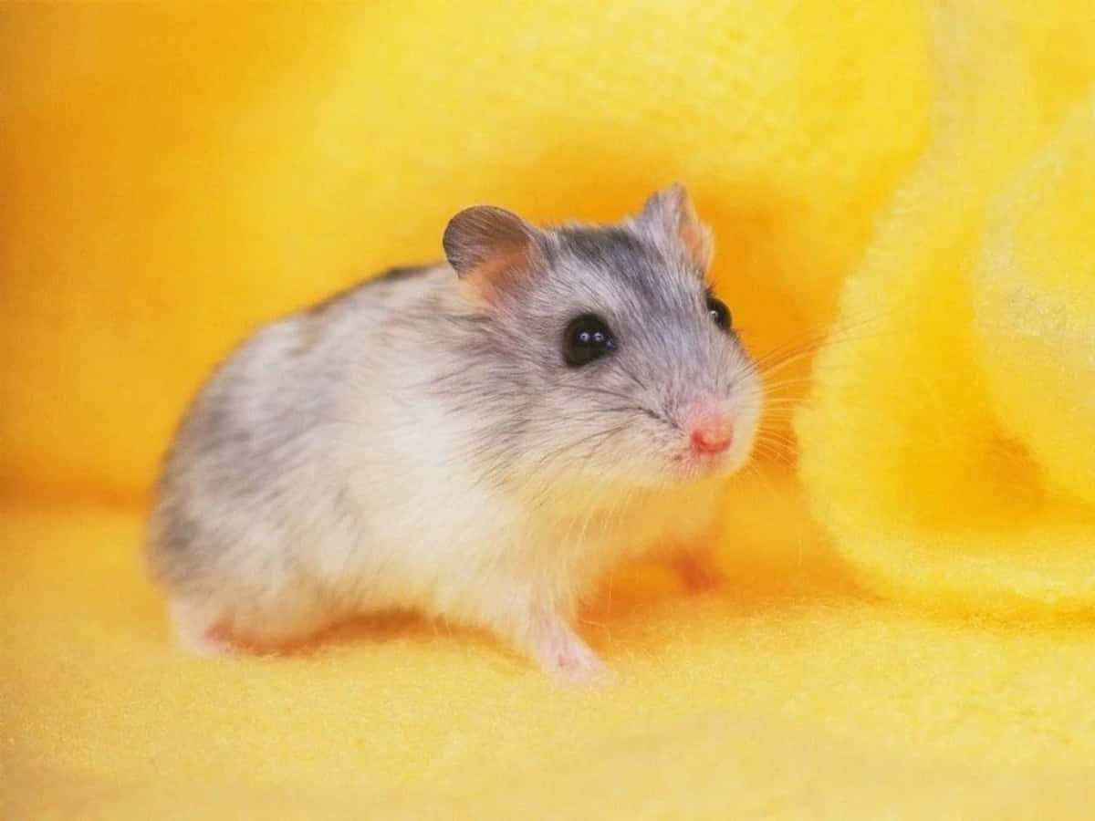 Cute Little Hamster