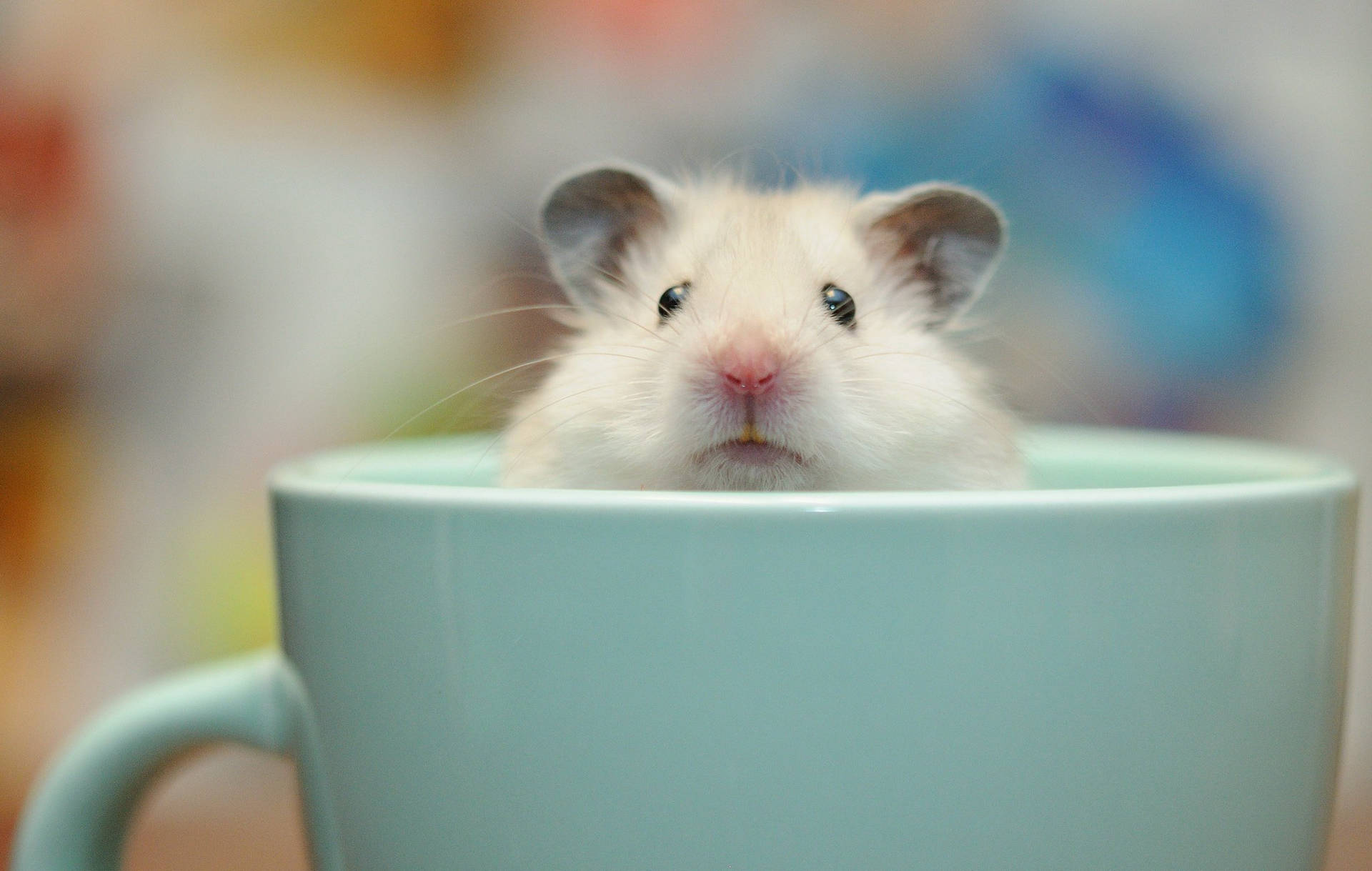 Hamster Resting In Cup Wallpaper
