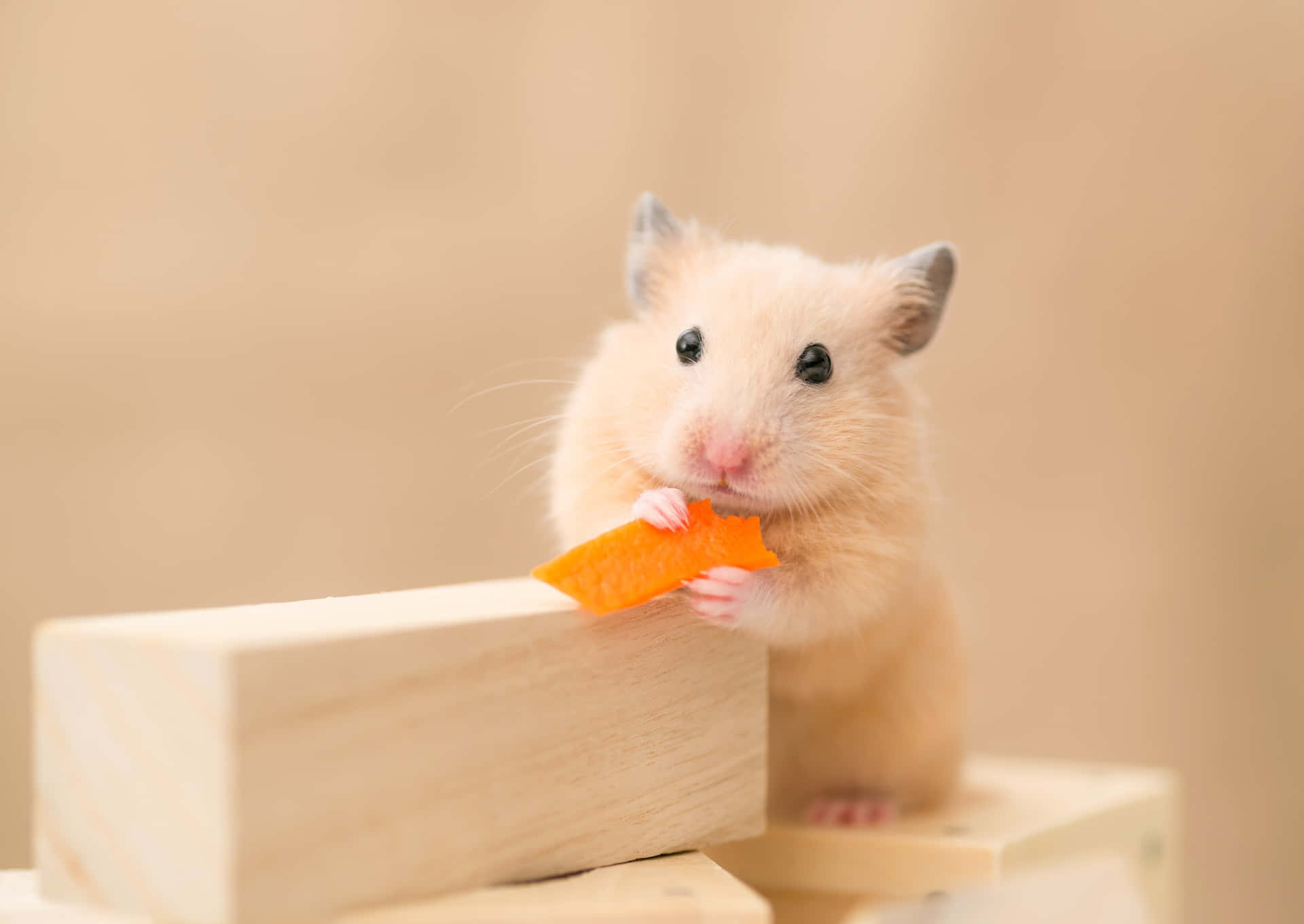 Sød Hamster Holder Chip Wallpaper