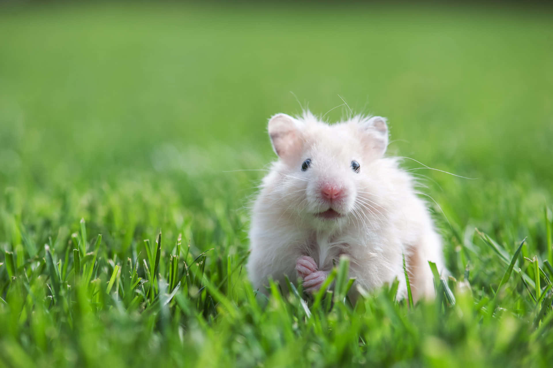 Sweet little hamster enjoying a snack. Wallpaper