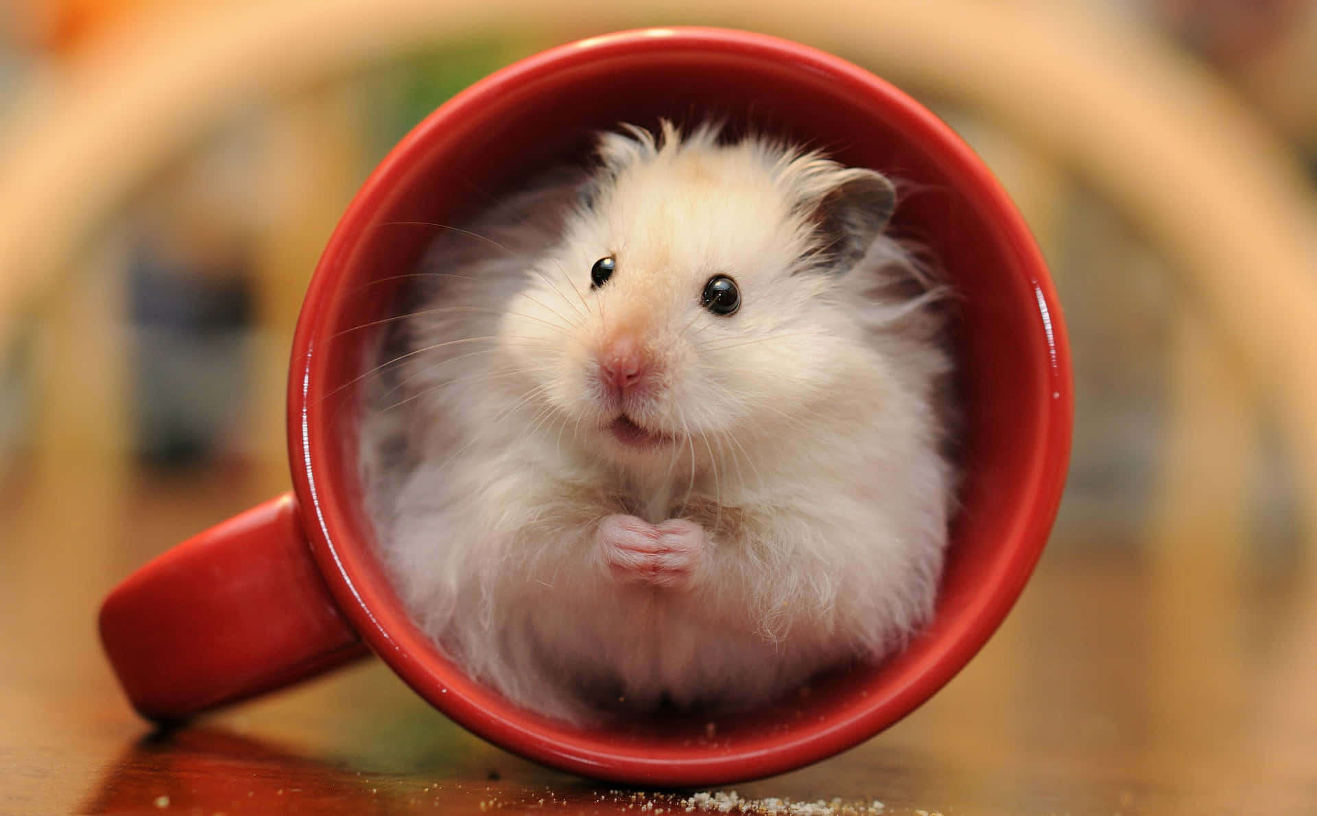 "Cute and Cuddly Hamster" Wallpaper