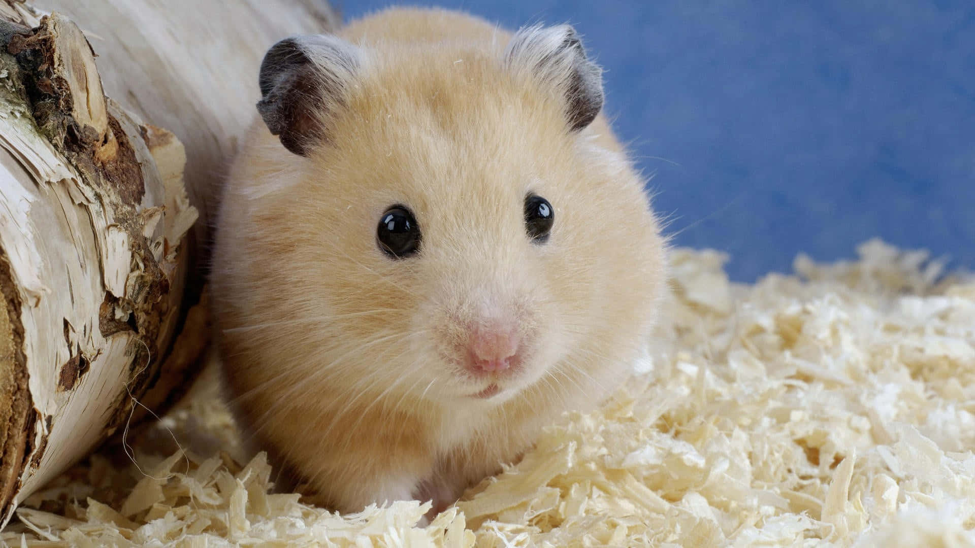 En lille hamster holder pause for at se omkring. Wallpaper