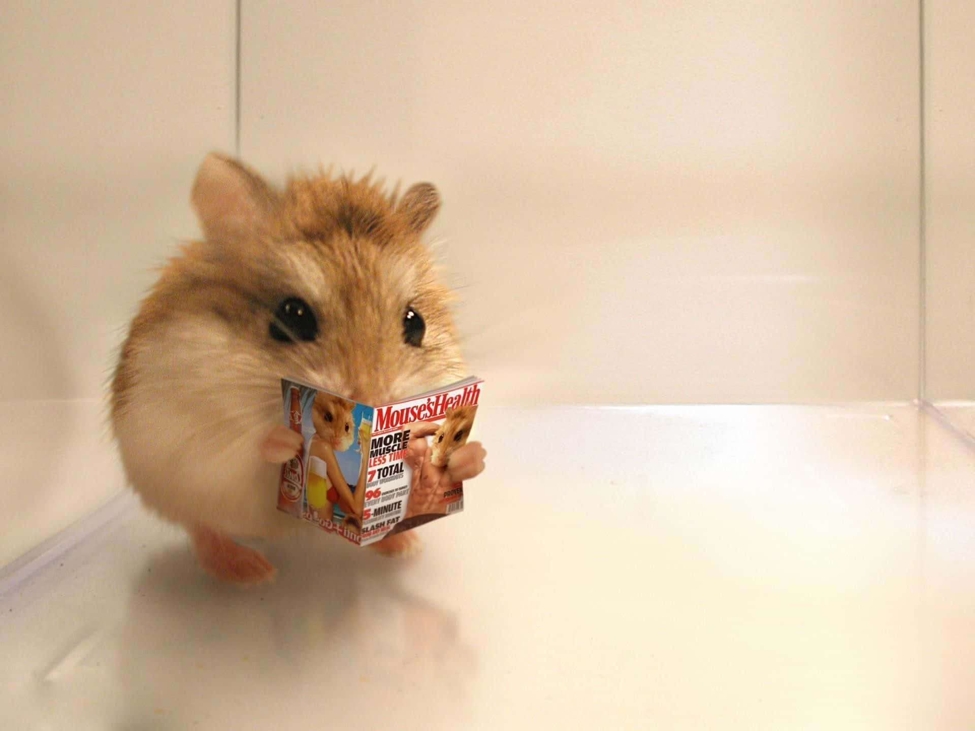 En hamster holder et magasin Wallpaper