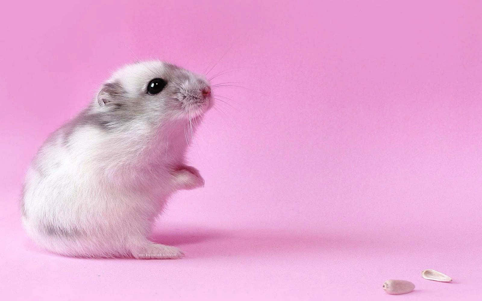 En lille hvid hamster står på en pink baggrund Wallpaper