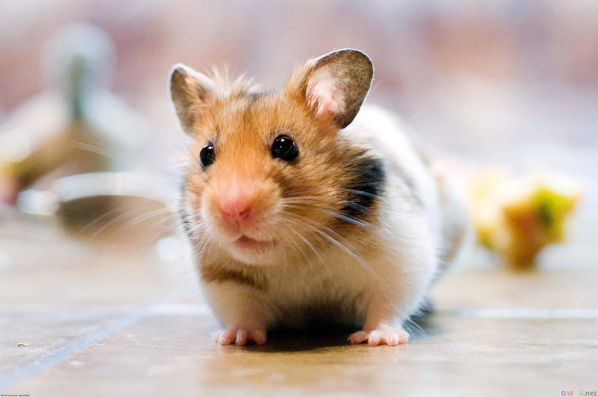 A Hamster Is Standing On A Tile Floor Wallpaper