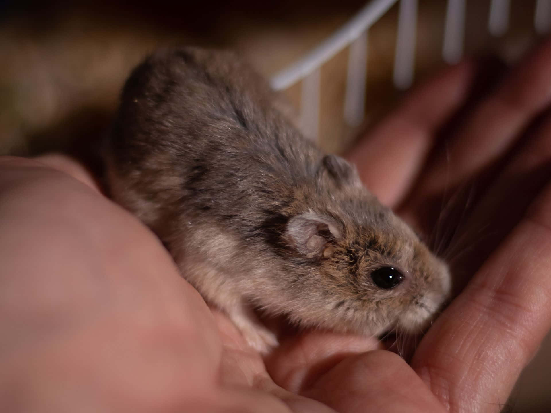 Hamster I Hånd Bakgrunnsbildet