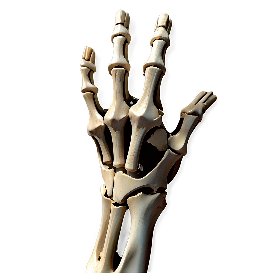 Hand And Wrist Bones Anatomy Png Idk20 PNG