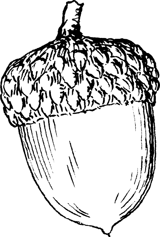 Hand Drawn Acorn Illustration PNG