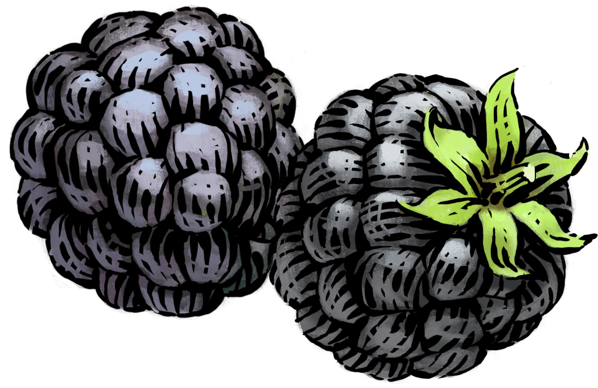 Hand Drawn Blackberries Illustration PNG
