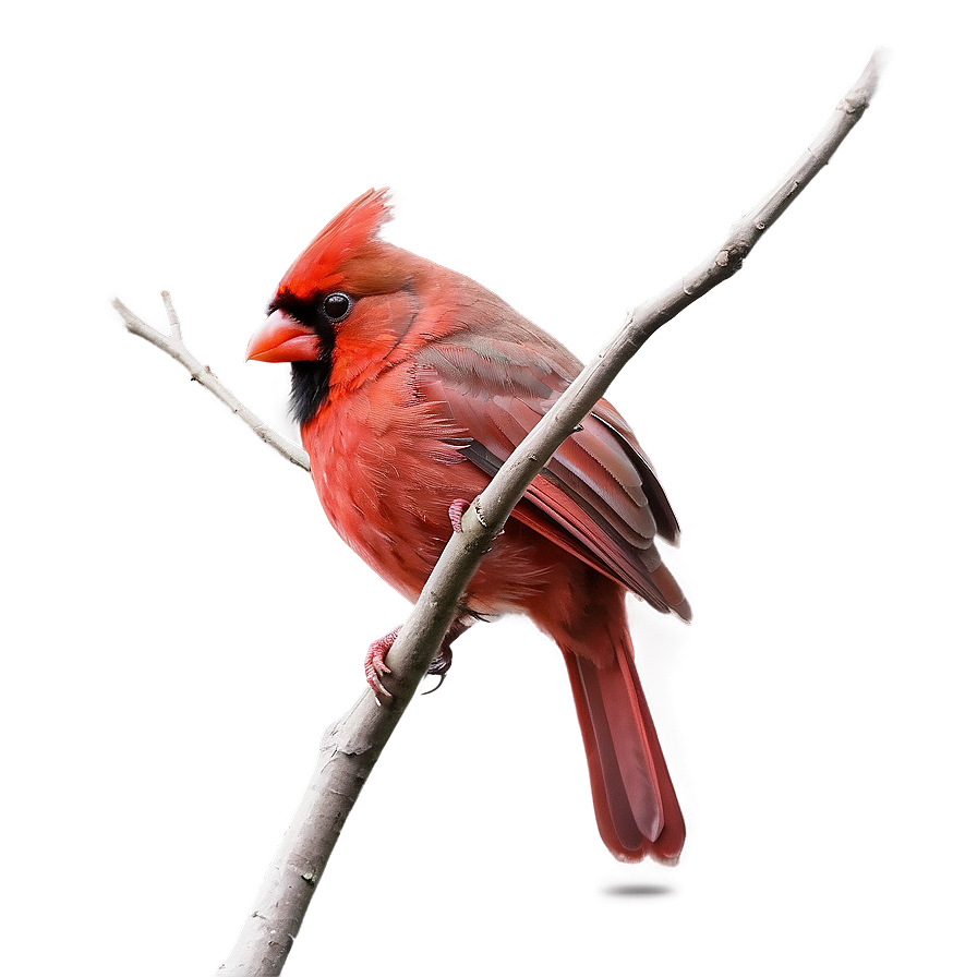 Hand Drawn Cardinal Png 76 PNG