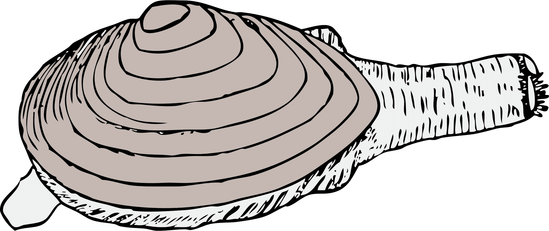 Hand Drawn Clam Shell Illustration PNG