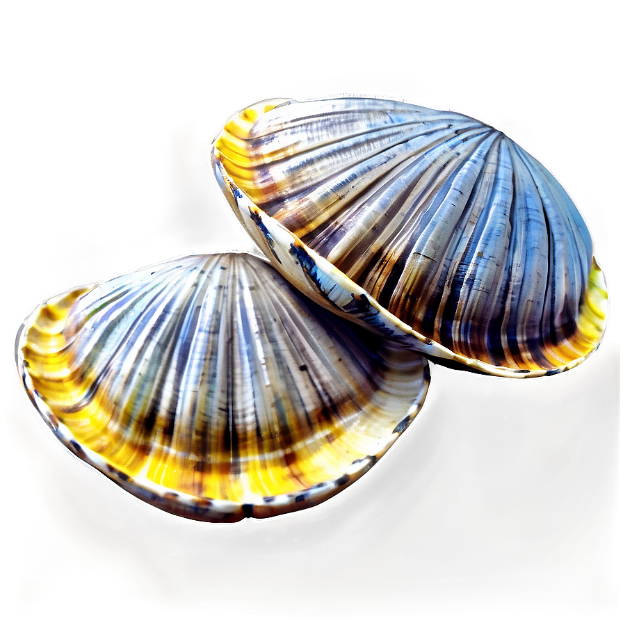 Hand-drawn Clam Sketch Png Tpb68 PNG