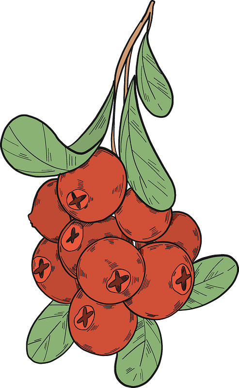 Hand Drawn Cranberries Illustration PNG