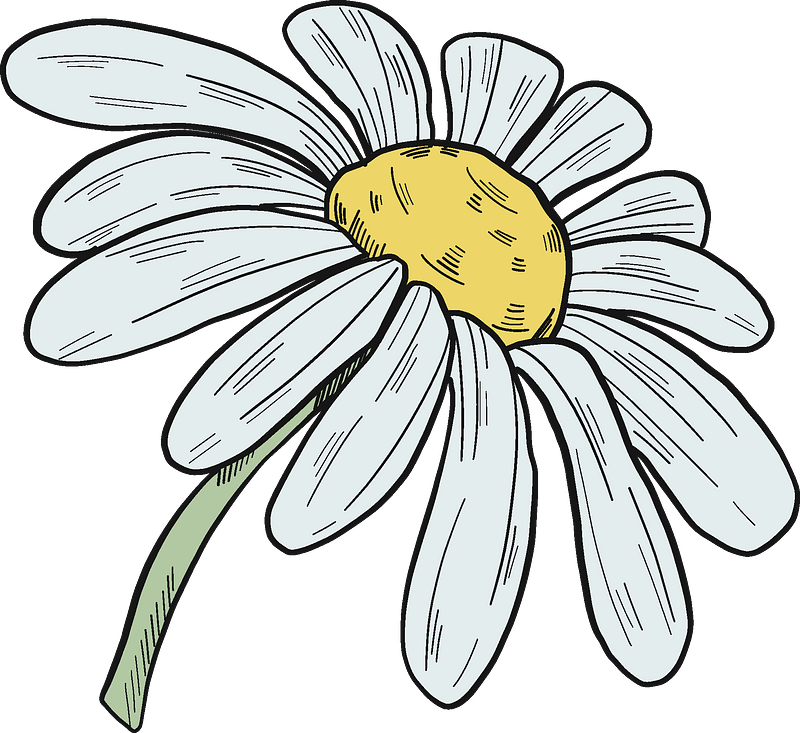 Hand Drawn Daisy Illustration PNG