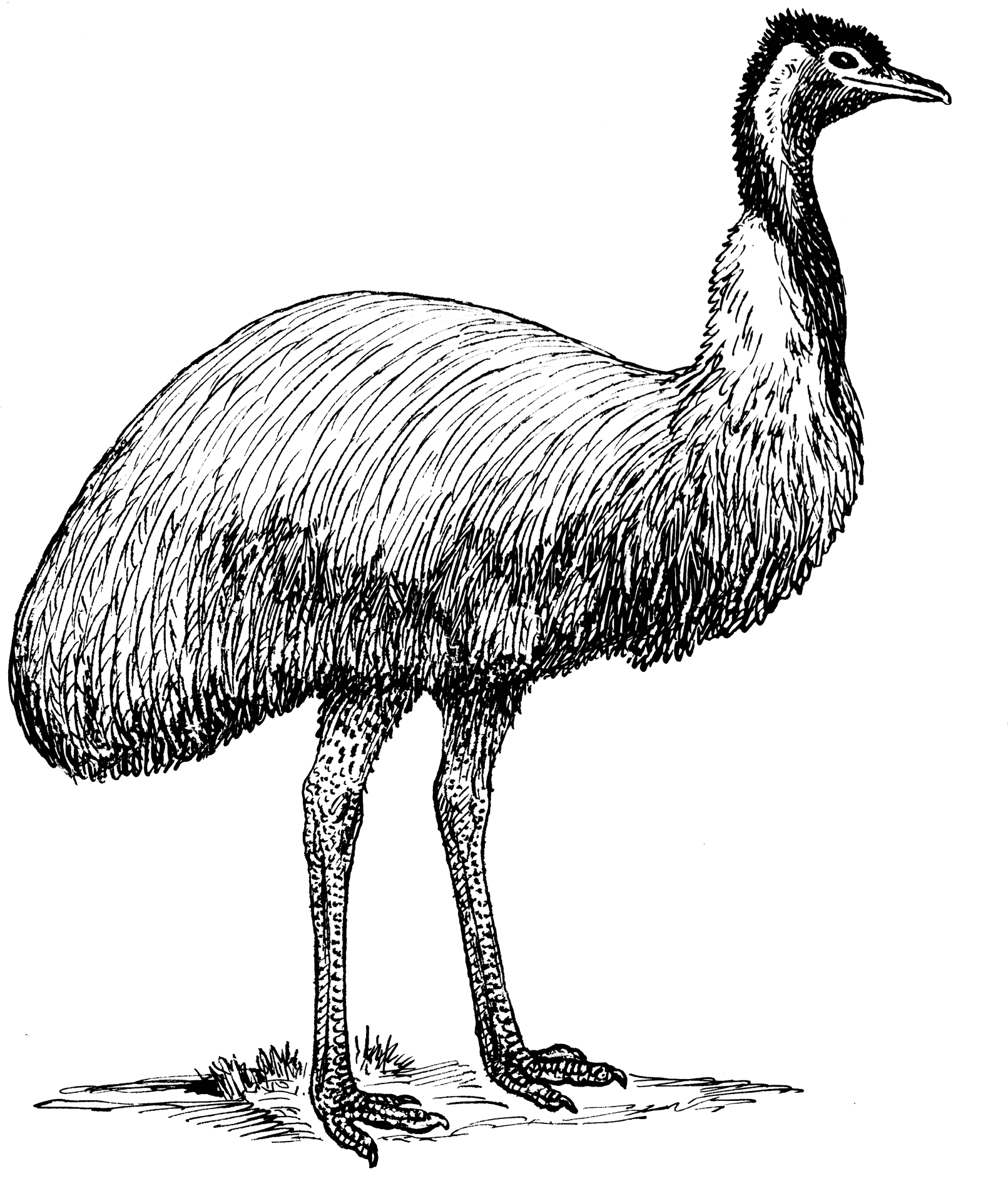 Hand Drawn Emu Illustration PNG