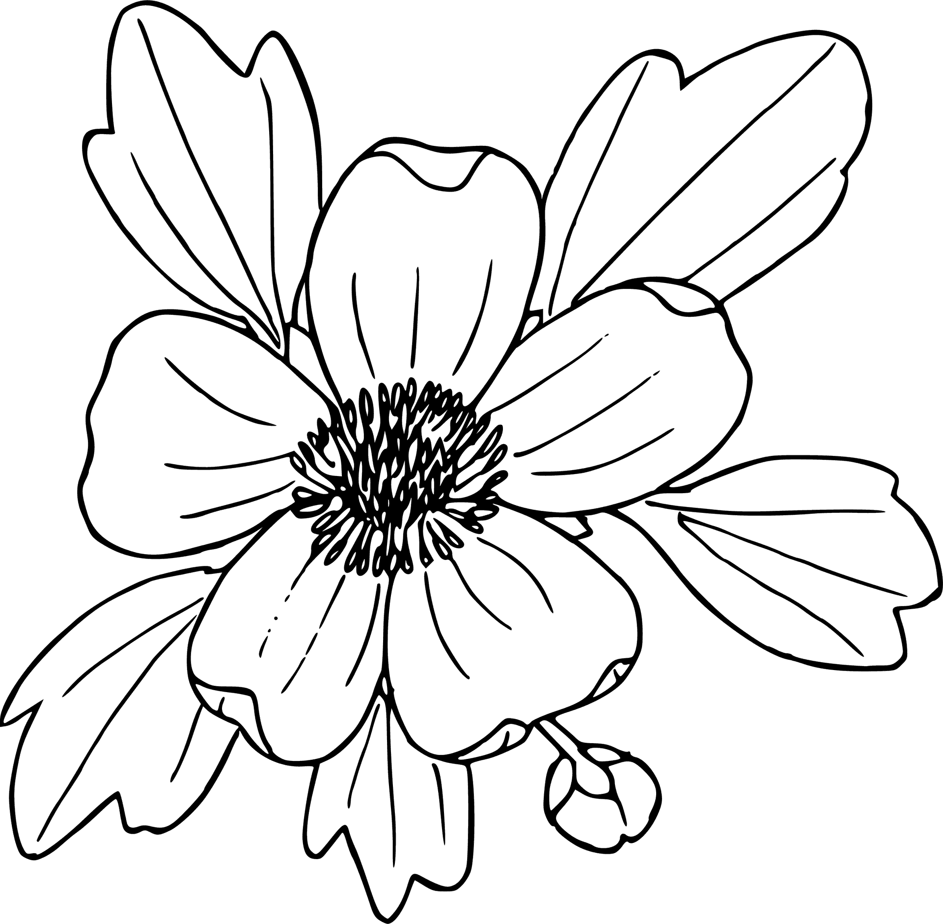 Hand Drawn Flower Sketch PNG