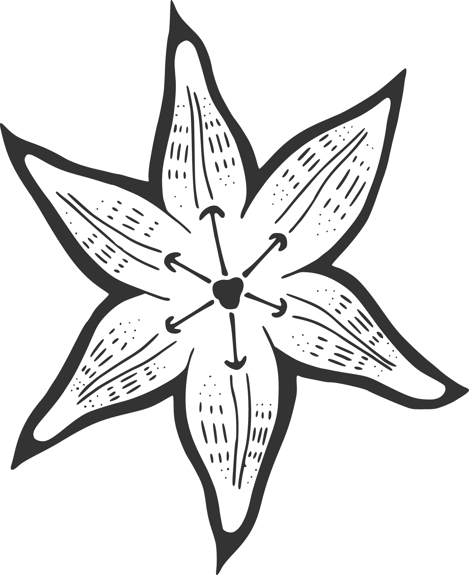 Hand Drawn Lily Flower Illustration PNG
