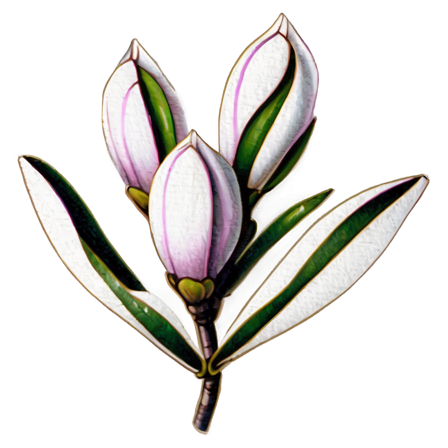 Hand-drawn Magnolia Flower Png 06252024 PNG