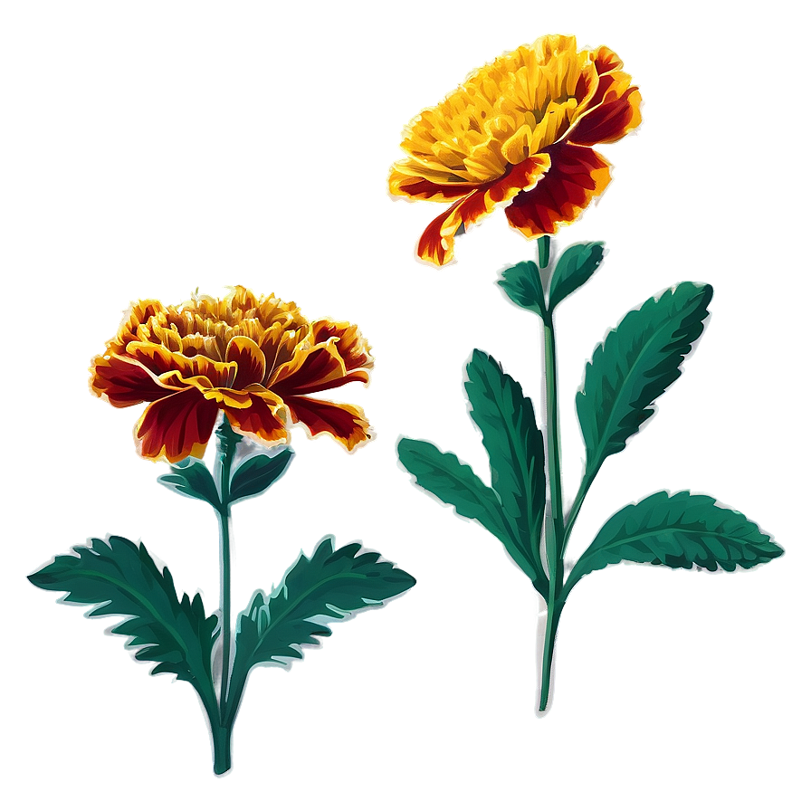 Hand Drawn Marigolds Png 06132024 PNG