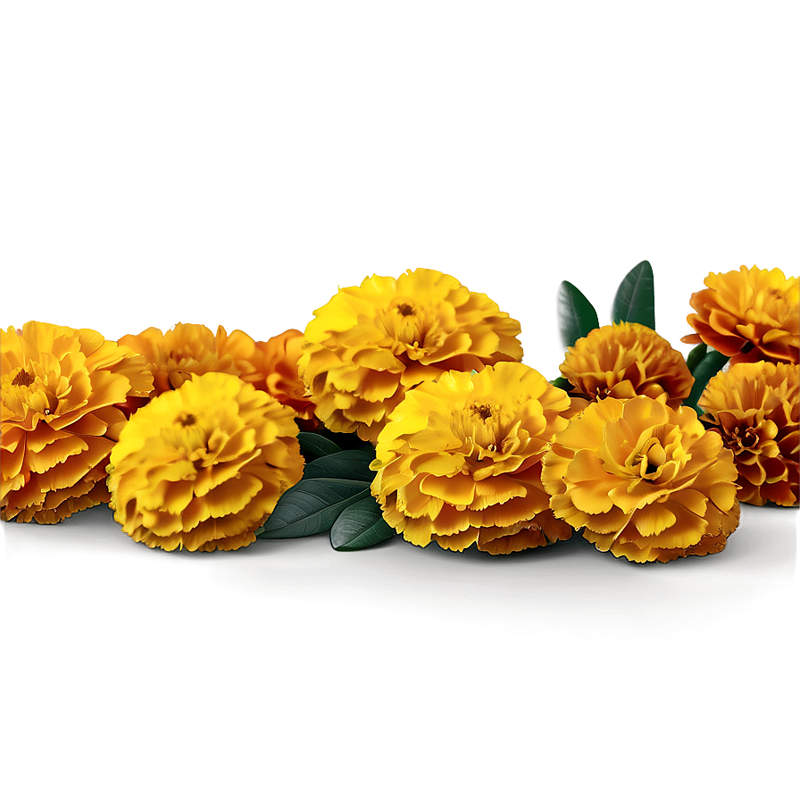 Hand Drawn Marigolds Png 06132024 PNG