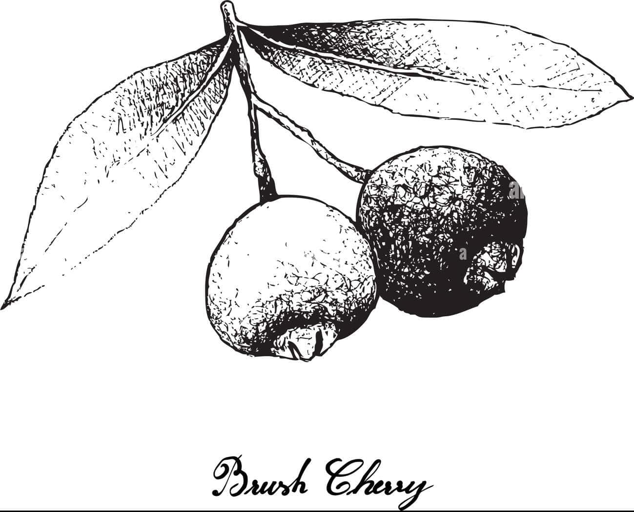 Hand Drawn Picture Of Brush Cherry Wallpaper