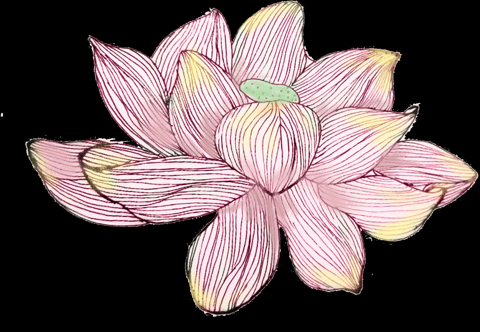 Hand Drawn Pink Lotus Flower PNG