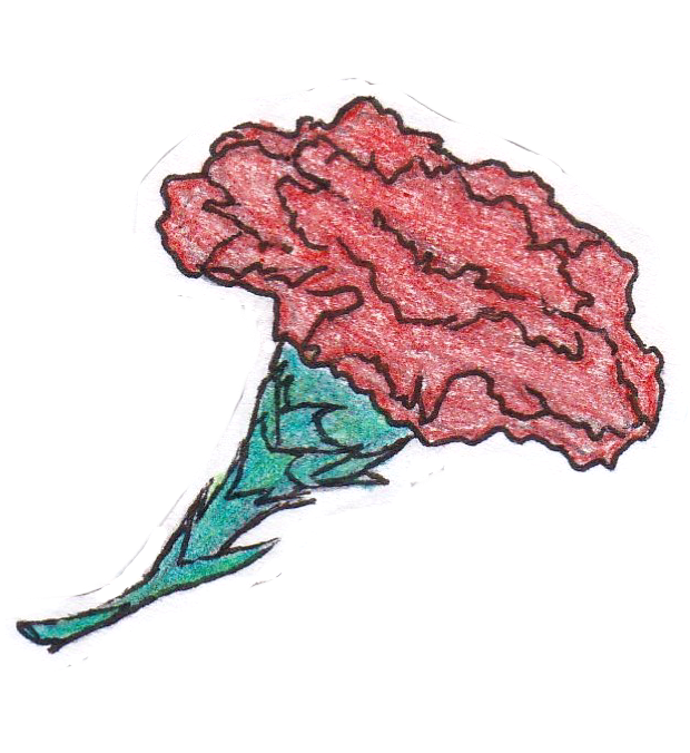 Hand Drawn Red Carnation PNG