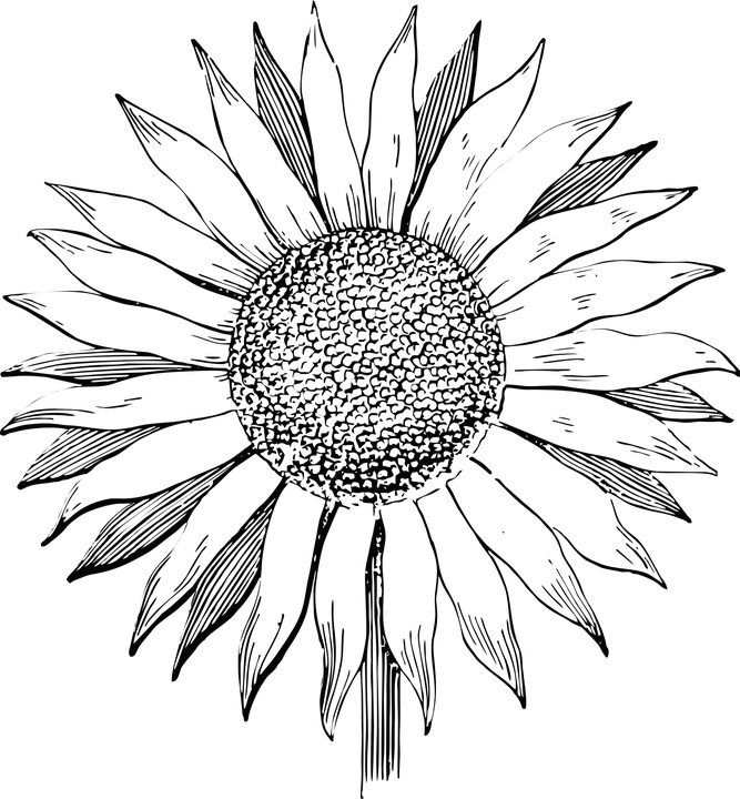 Hand Drawn Sunflower Vector Art PNG