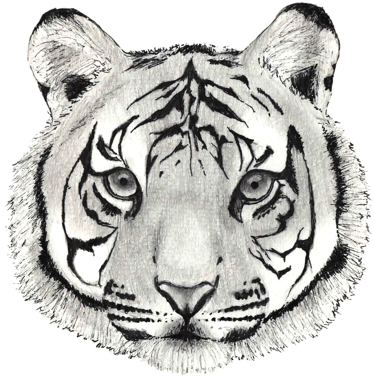 Hand Drawn Tiger Face Sketch PNG
