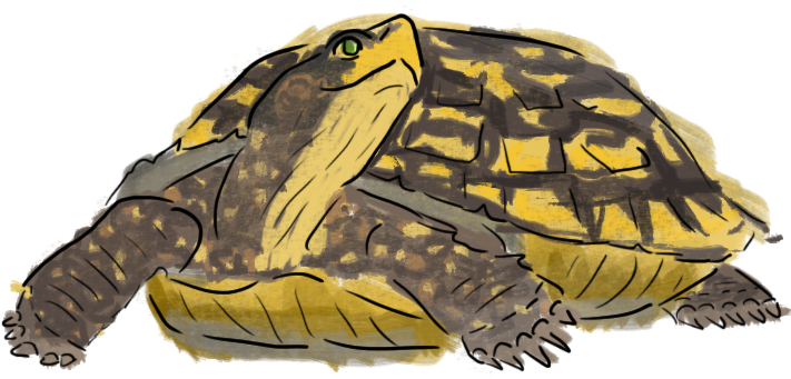 Hand Drawn Tortoise Illustration PNG