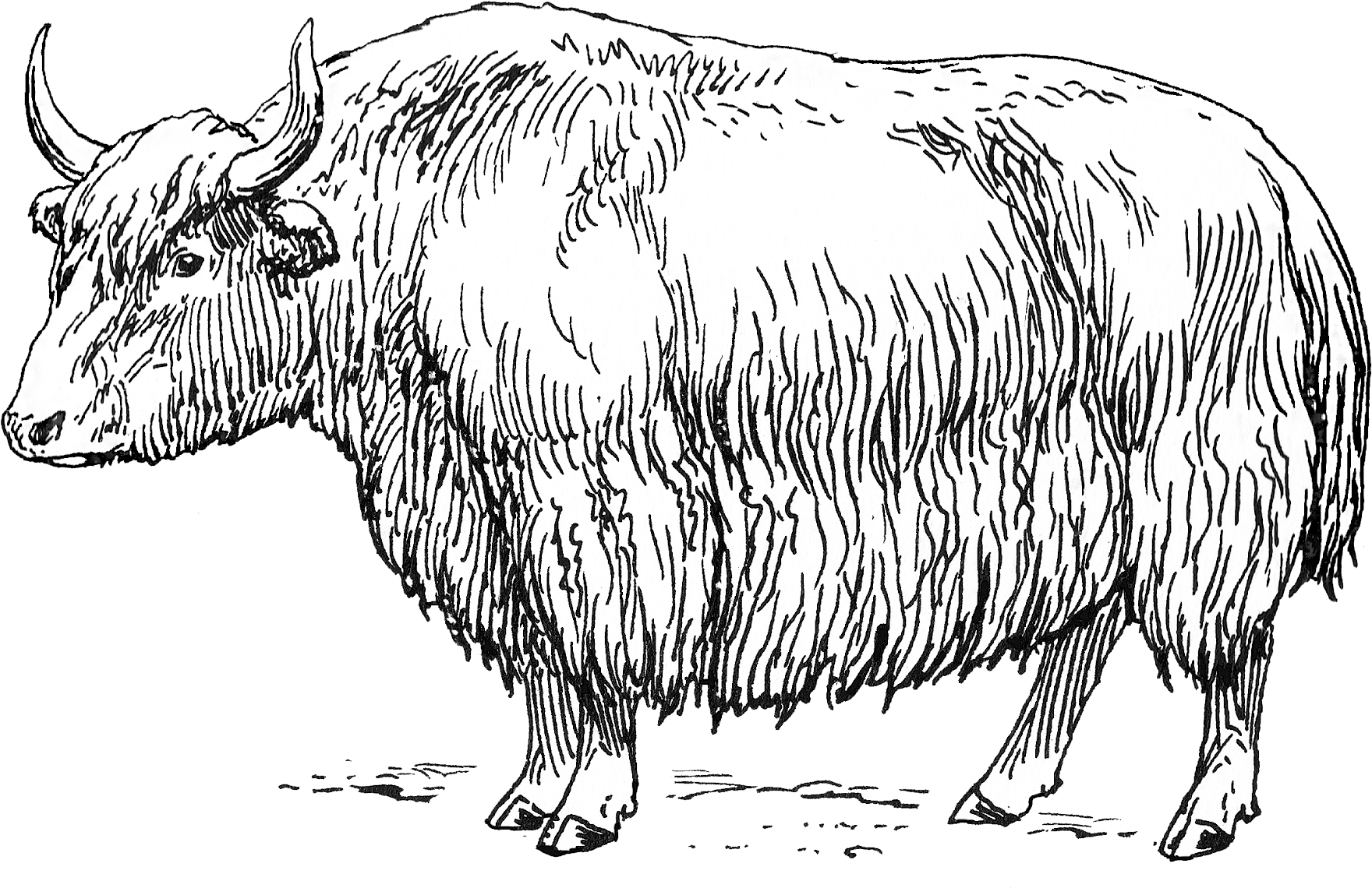 download-hand-drawn-yak-illustration-wallpapers