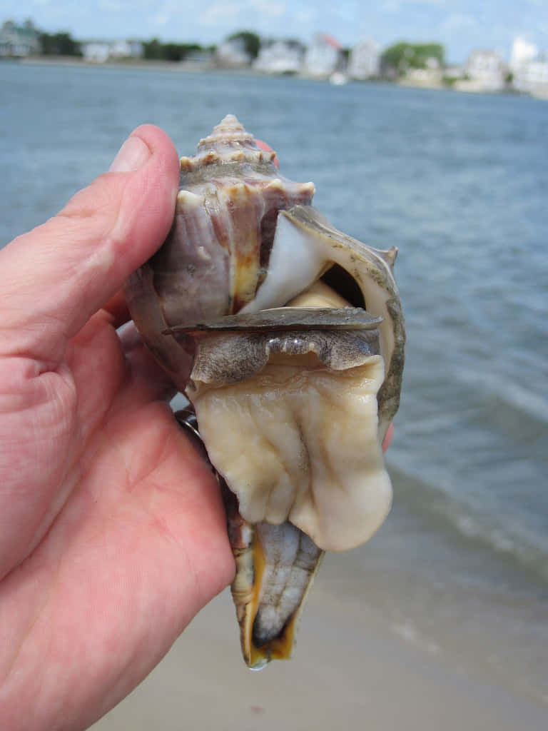 Hand Held Whelk By The Sea Wallpaper