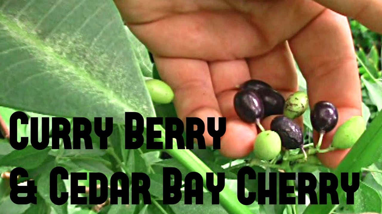 A Hand Harvesting Fresh Curry Berries Wallpaper