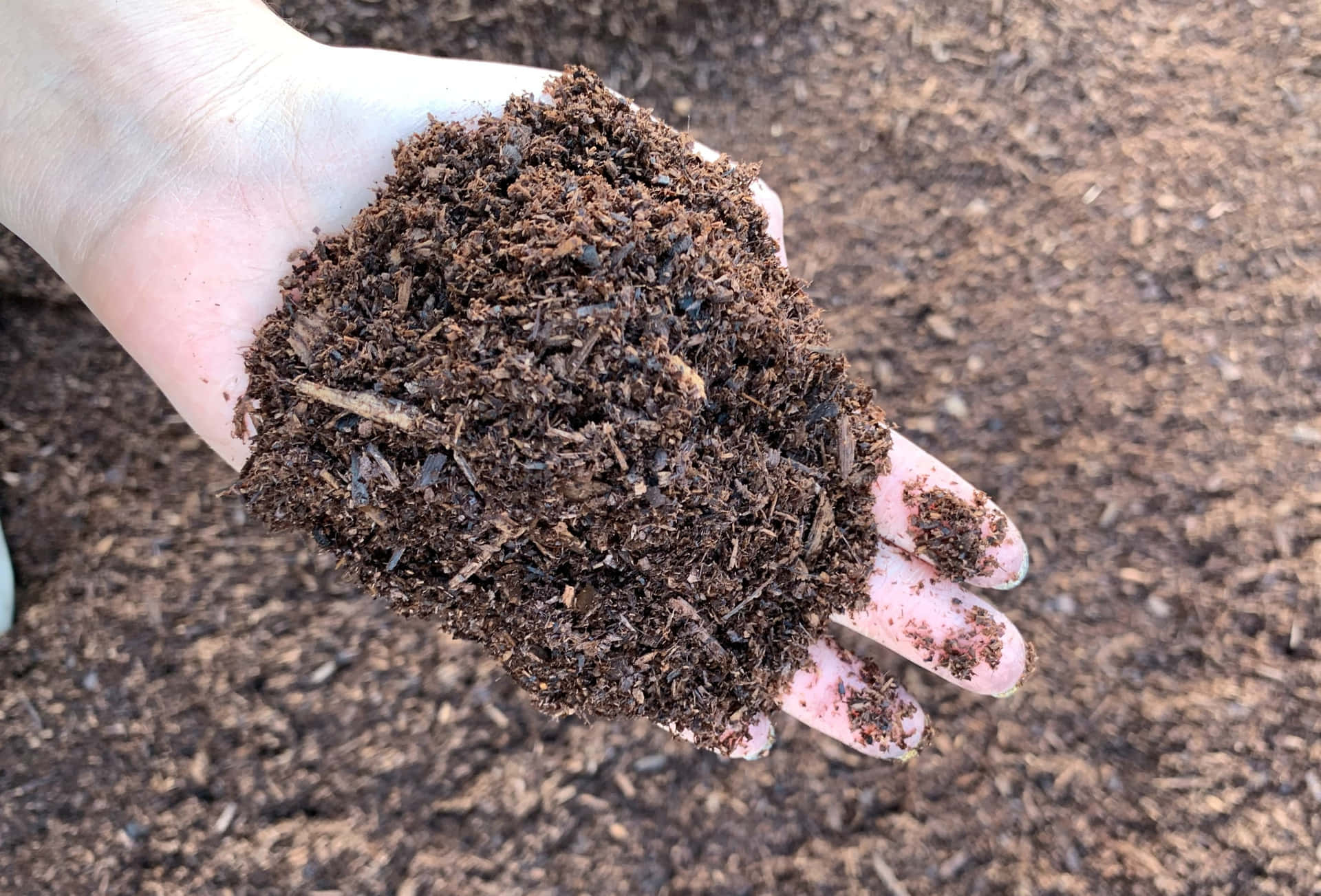 Hand Holding Pile Of Soil Wallpaper