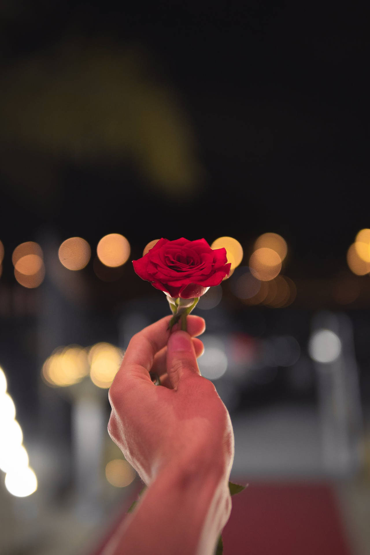 En hånd, der holder en rød rose  Blomst Wallpaper