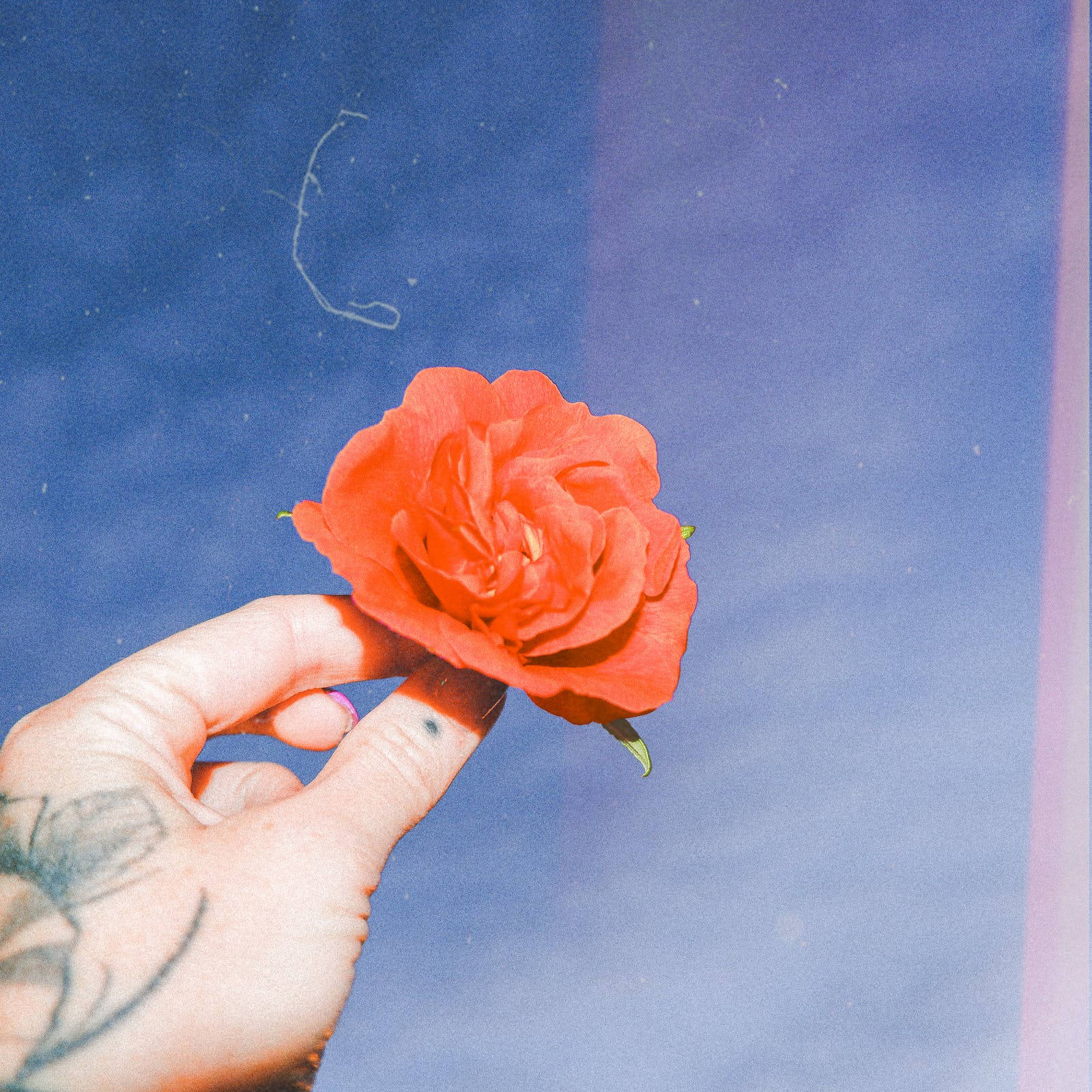 Hand Holding Rose Aesthetic Photography