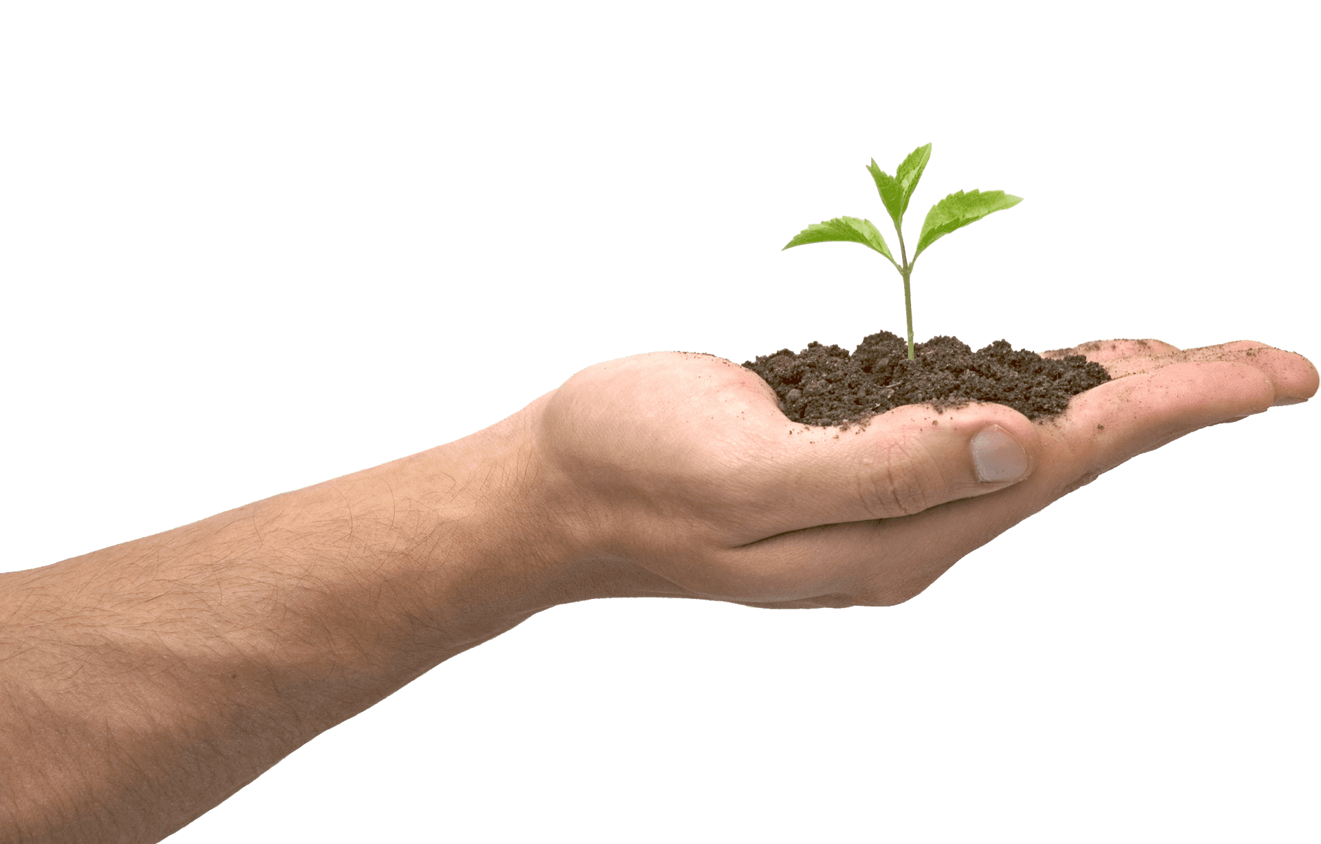 Hand Holding Soil With Sprout PNG
