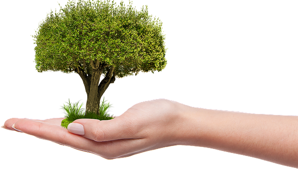 Hand Holding Tree Concept PNG