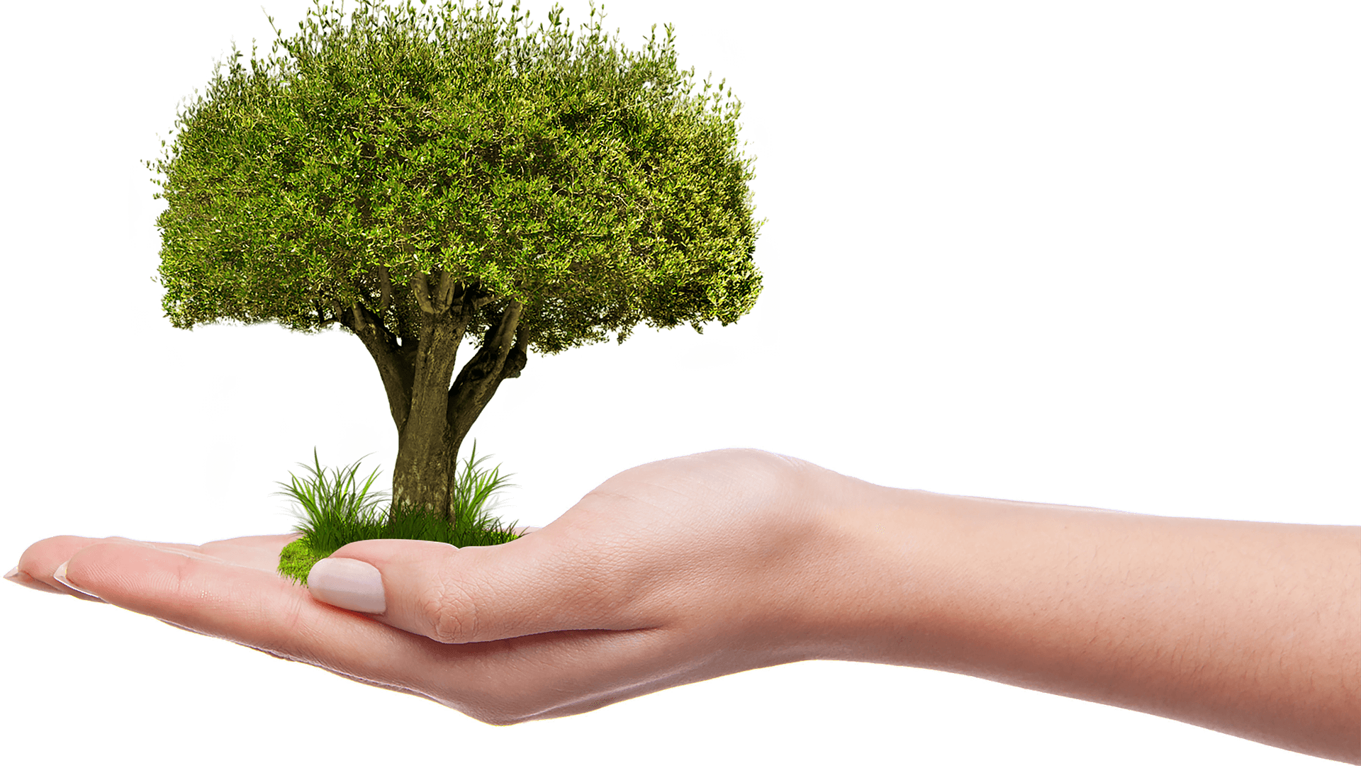 Hand Holding Tree Concept.png PNG