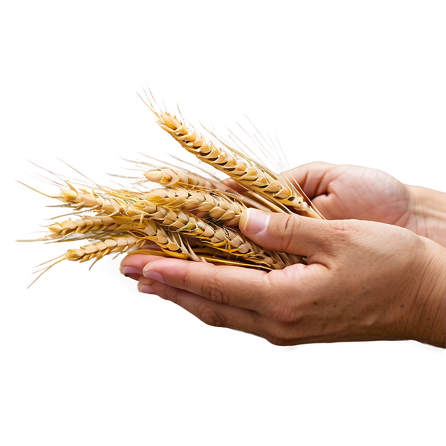 Hand Holding Wheat Png Mgw75 PNG
