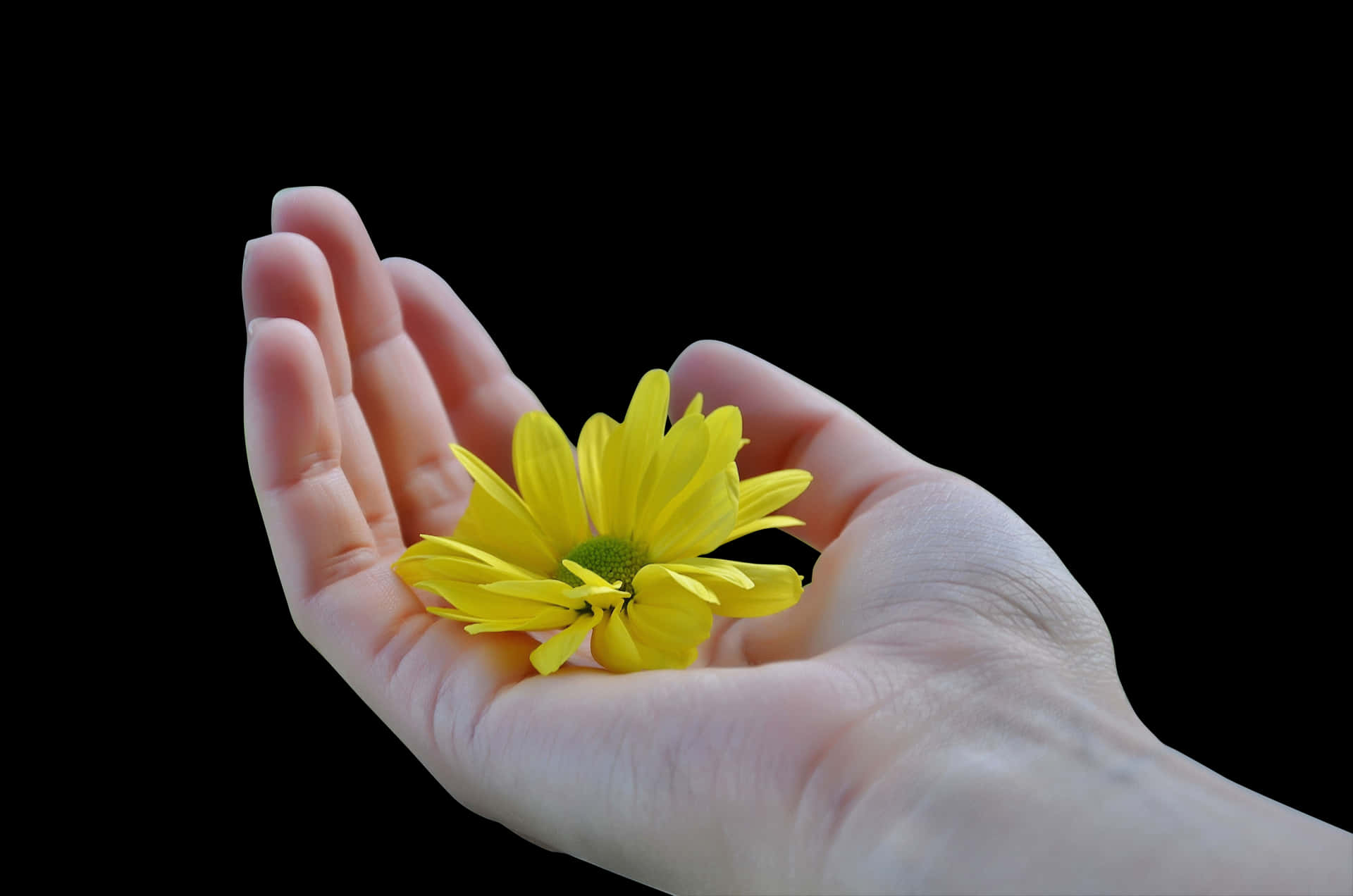 Hand Holding Yellow Flower Black Background PNG