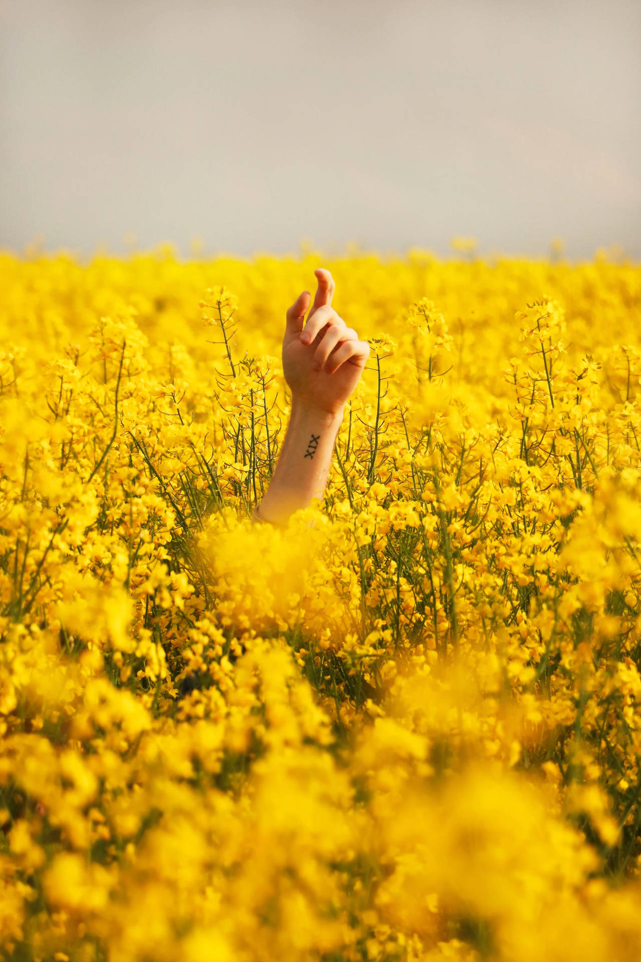Hand In Flowers Yellow Hd Iphone Wallpaper