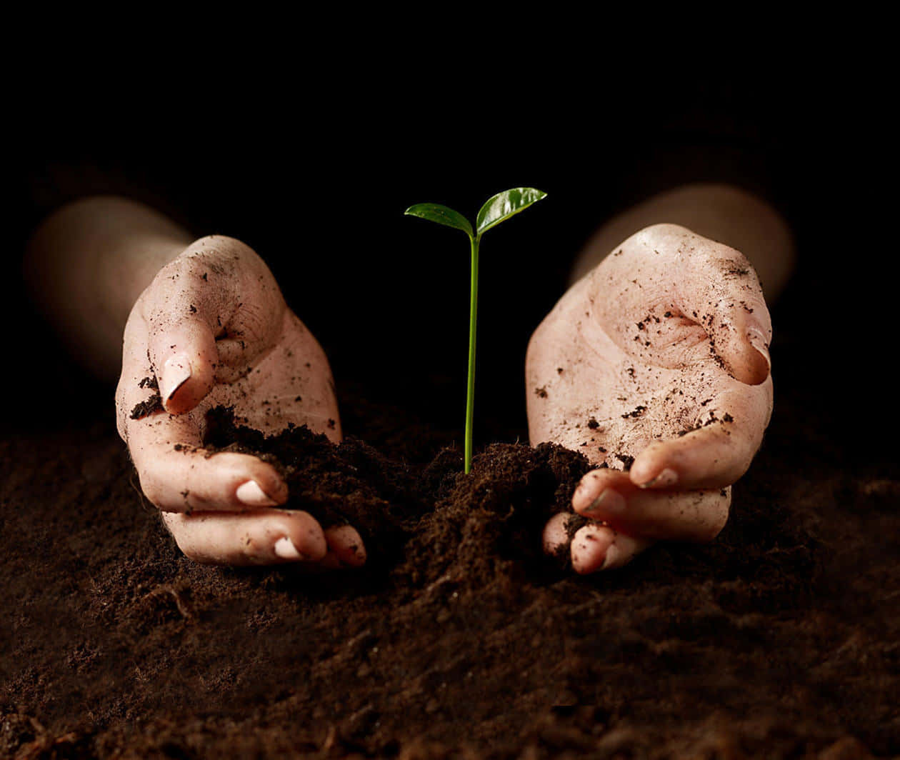 Hand Of A Farmer Plant And Soil Wallpaper