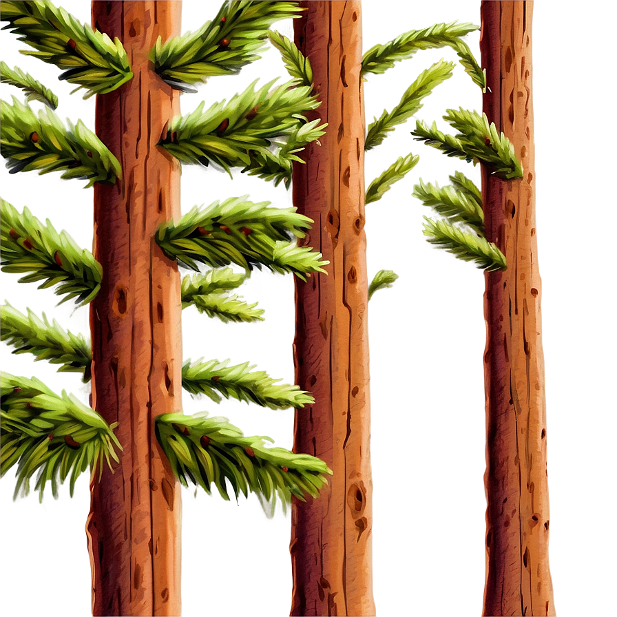Hand-painted Spruce Tree Png 06132024 PNG