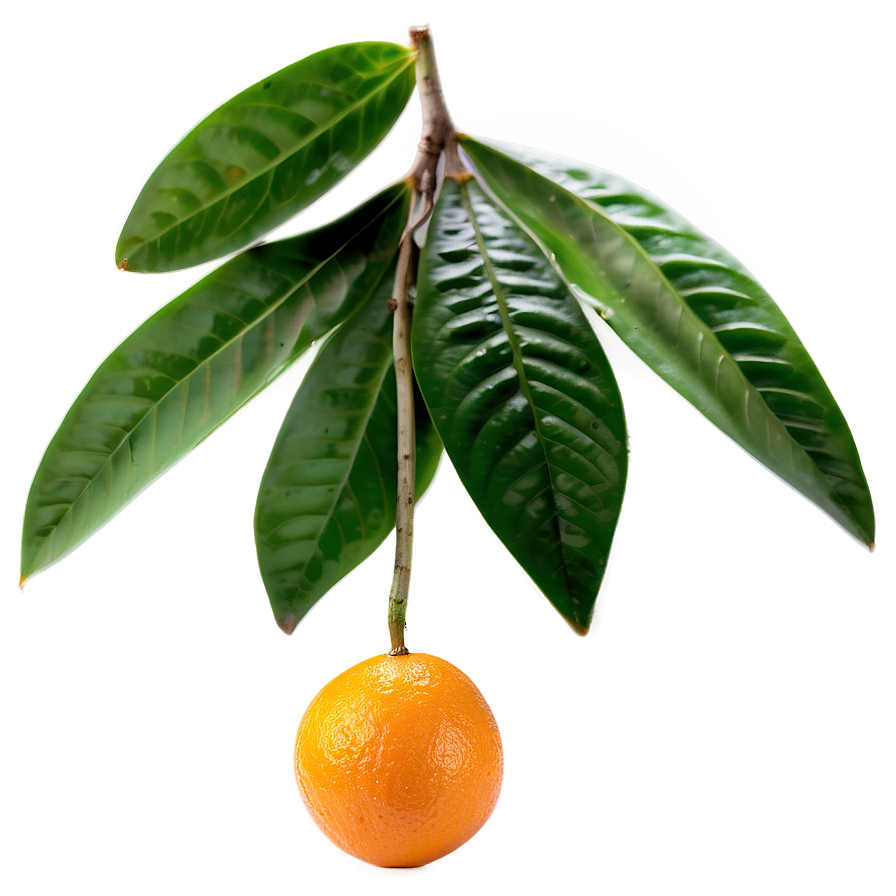 Hand-picked Orange Fruit Png 05032024 PNG
