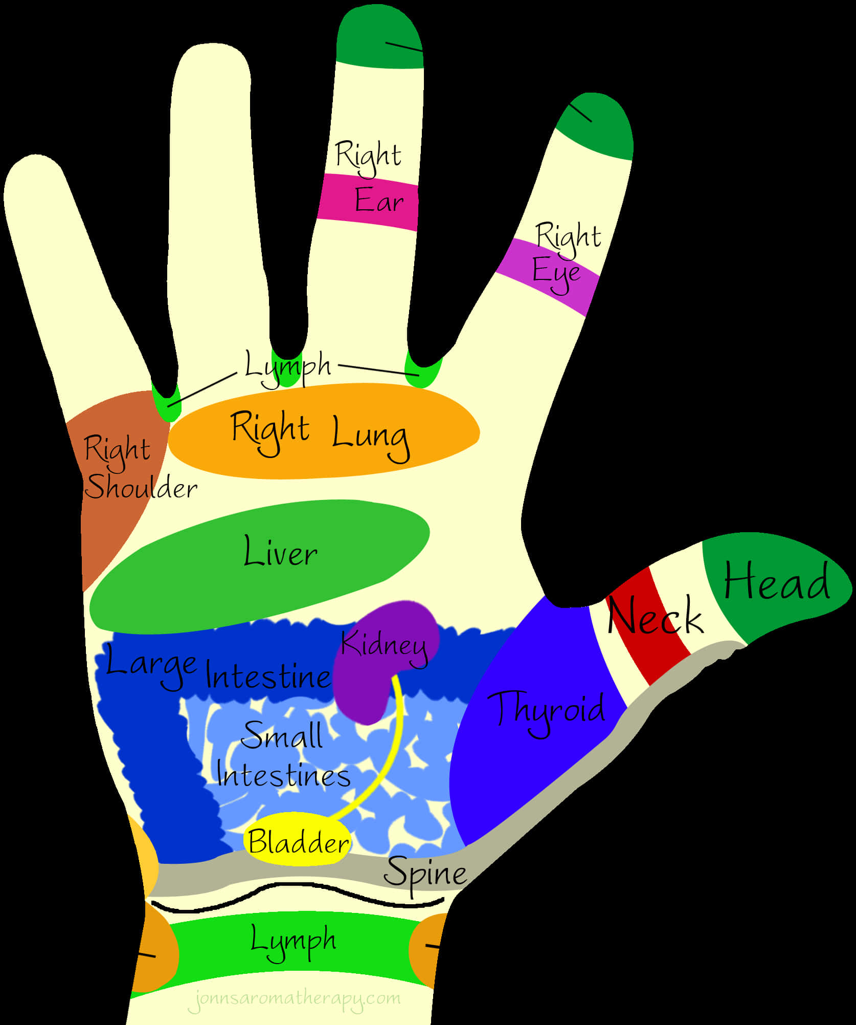 Hand Reflexology Chart PNG