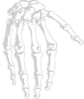 Hand Skeleton Illustration PNG