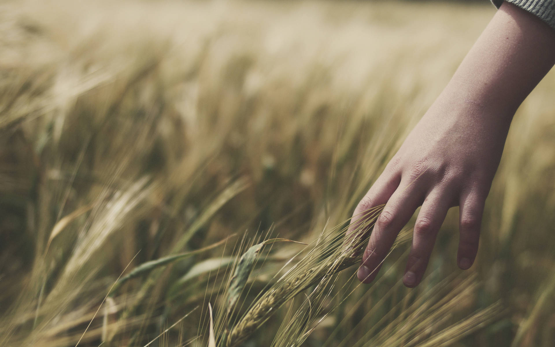 Hand Touching Wheat Field Wallpaper