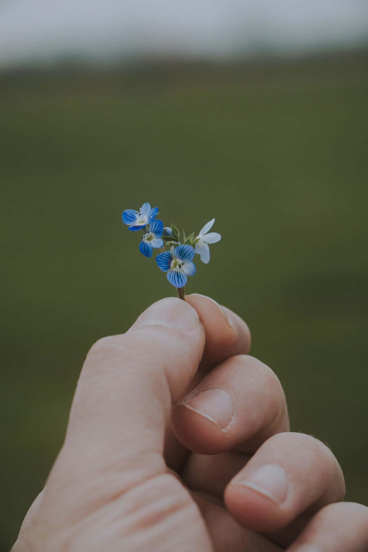 Handmit Blauen Blumen Auf Dem Handy Wallpaper