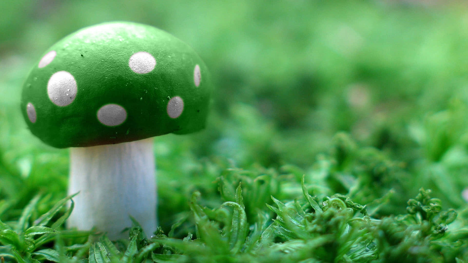 Handcrafted Felted Fungus With Green Cap Background